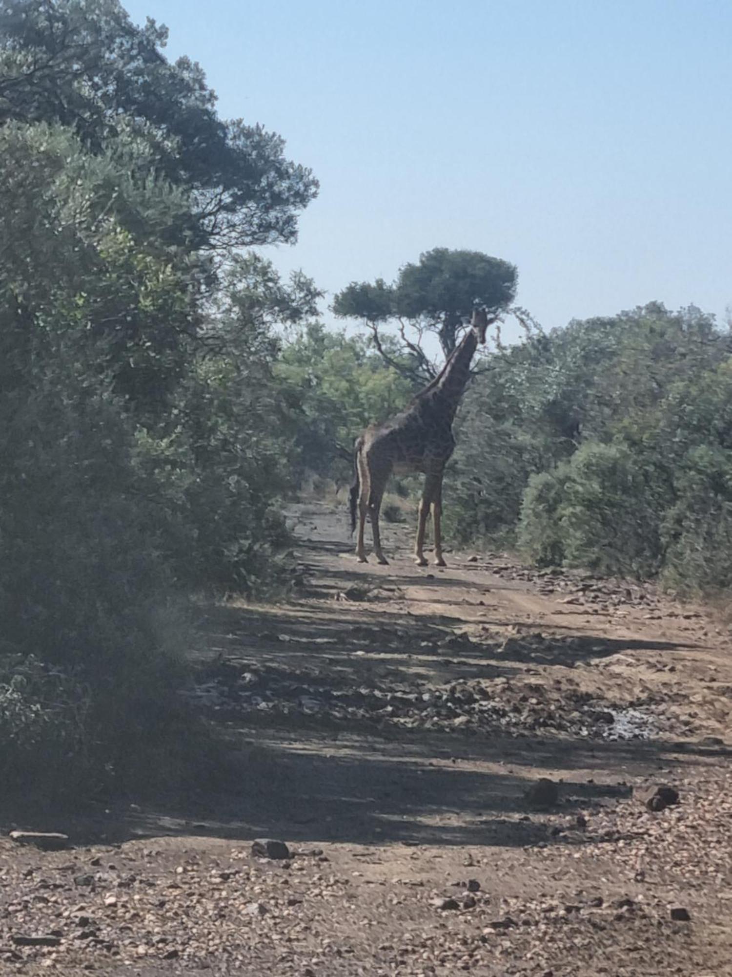 הוילה Derby Kareekloof Game Farm מראה חיצוני תמונה