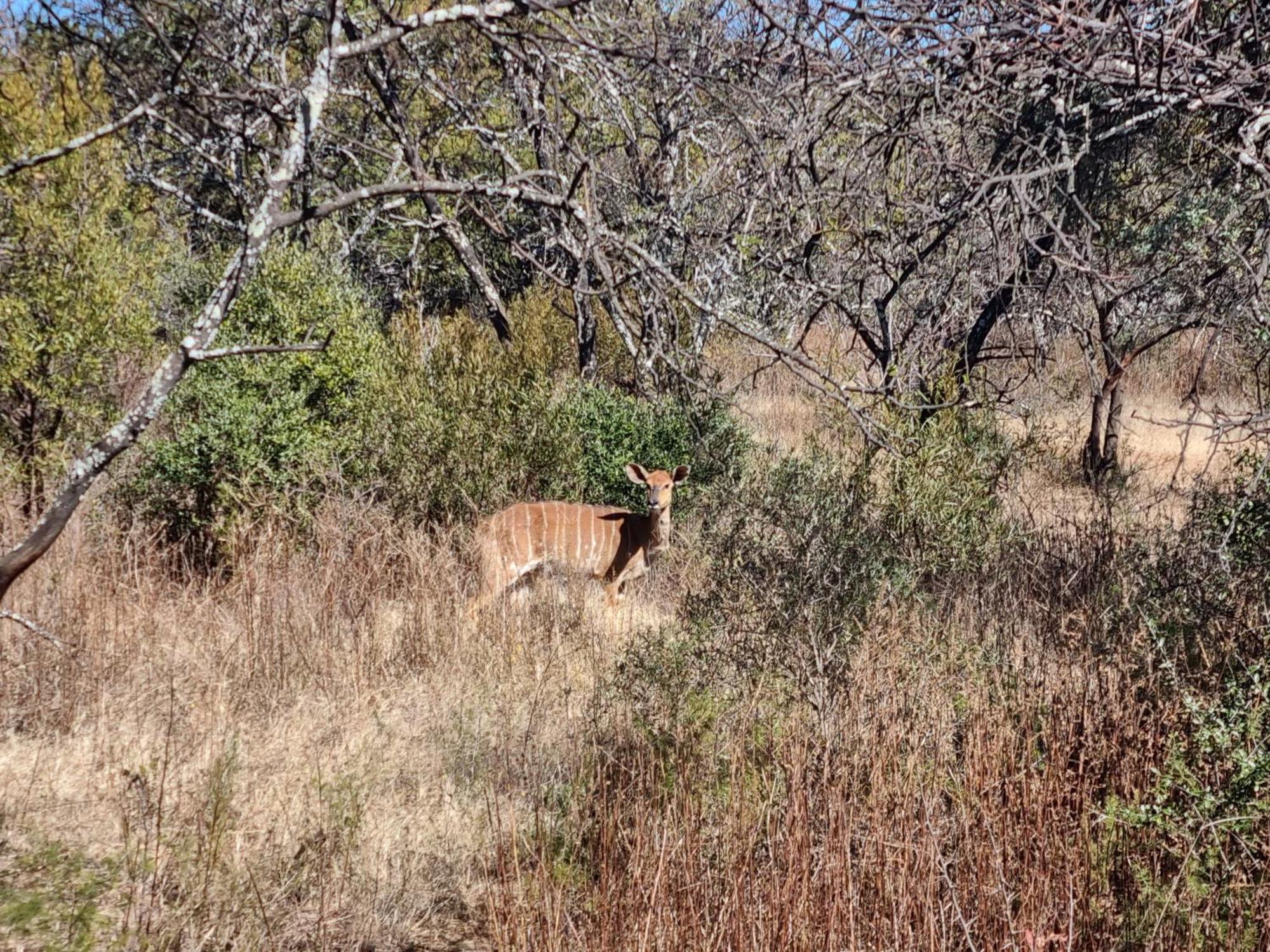 הוילה Derby Kareekloof Game Farm מראה חיצוני תמונה